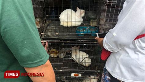 Menyoal Eksploitasi Hewan di Kasus Perdagangan Kucing Splendid Malang ...