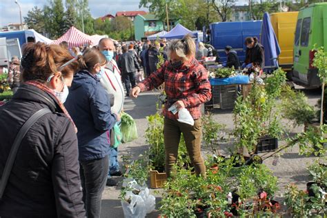 Oto aktualne ceny na inowrocławskim Targowisku Miejskim Gazeta Pomorska