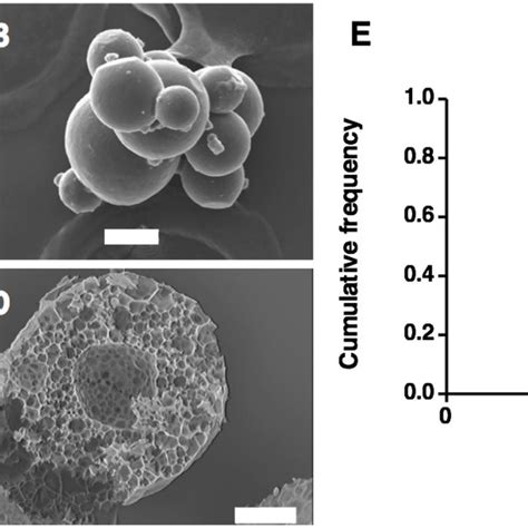 Microsphere morphology and structure. Scanning electron microscopy... | Download Scientific Diagram