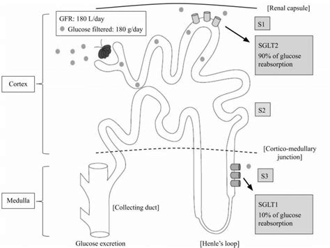 Glucose Filtration And Proximal Tubule Reabsorption In Healthy Setting