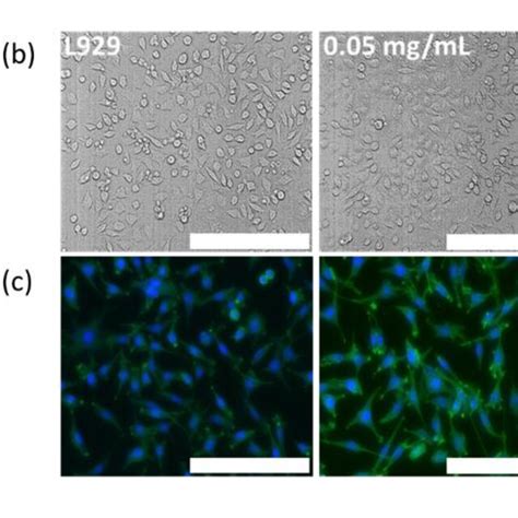 A Alamar Blue Cell Viability Assay Normalized To Control