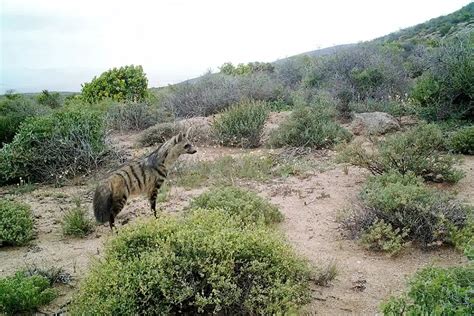 Aardwolf: Characteristics, Diet, Facts & More [Fact Sheet]