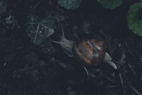 Snail Forest Floor - Free photo on Pixabay