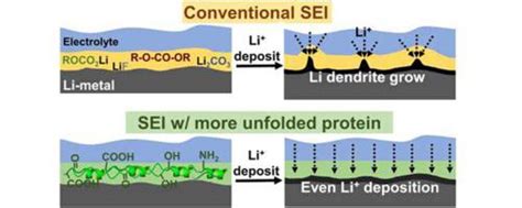 Protein Modified Sei Formation And Evolution In Li Metal Batteries