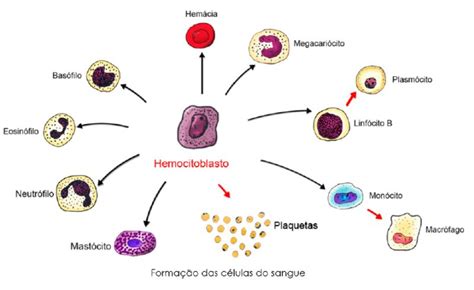 Transplante De Medula Ssea Biologia Nota