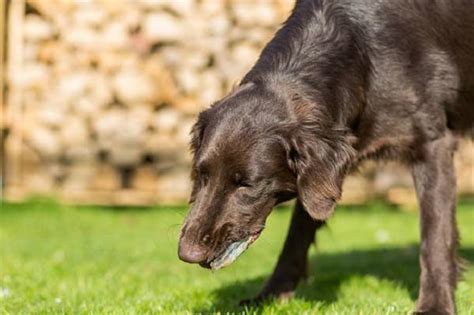 5 Remédios caseiros para CACHORRO vomitando ESPUMA BRANCA