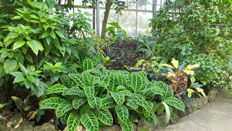 fileplants conservatoryjpg wikimedia commons