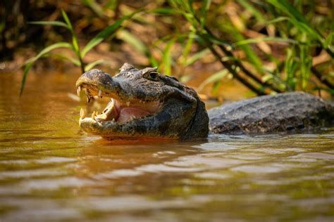 Pantanal Poder Ter A Maior Crise H Drica Em Anos Entenda