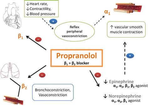 Proposed mechanism by which propranolol induces peripheral ...