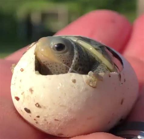 Cuántos Huevos ponen las Tortugas marinas de tierra y de agua