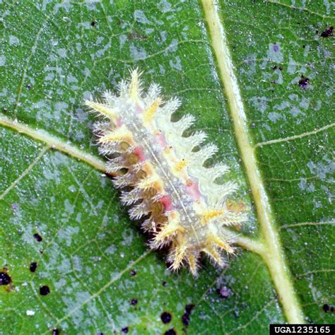 Spiny Oak Slug Euclea Delphinii