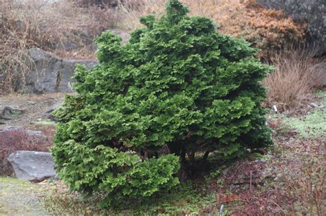 Chamaecyparis Obtusa Nana Gracilis Dwarf Hinoki Cypress Ubc