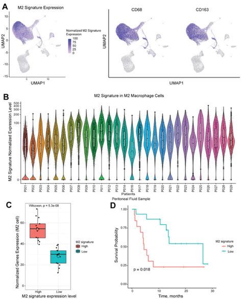 Ijms Free Full Text Tumor And Peritoneum Associated Macrophage Gene