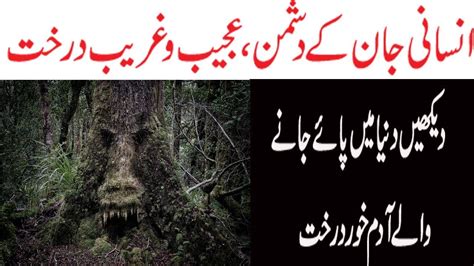 The Most Dangerous Trees In The World Amazing Facts Of Dangerous Trees In The World Youtube