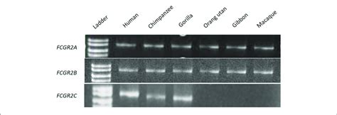 Pcr Screening For Orthologous Genes Of Fcgr A Fcgr B And Fcgr C