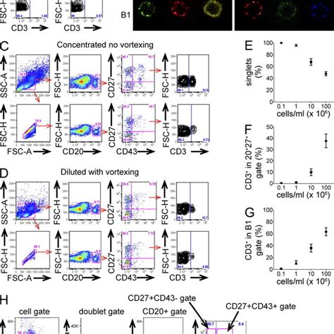 Human Cd20⁺cd27⁺cd43⁺ B1 Cells Do Not Express Cd3 A Adult Peripheral