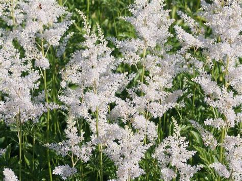 Tawu Ka Deutschland Astilbe Japonica Deutschland