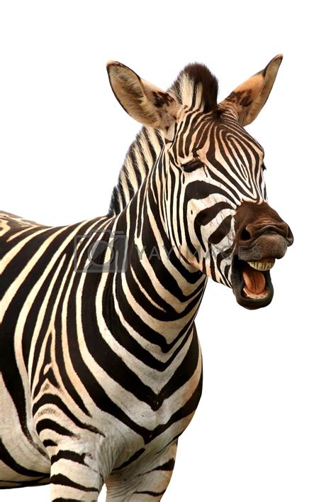 Zebra Laughing