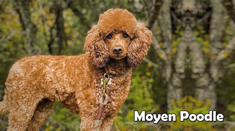 7 Questions About Moyen Poodle Barbone Caniche French Poodle Chien