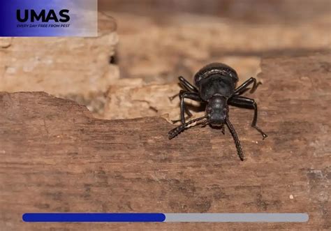 Selain Rayap Berikut Tiga Serangga Pemakan Kayu