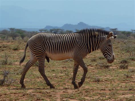 Saharan Zebra Megafauna Parks W Palearctic Inaturalist