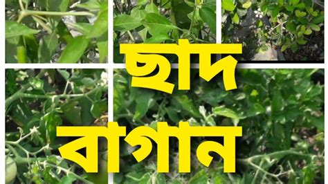 ছাদ বাগান🌿☘ 🌱🌼 Youtube