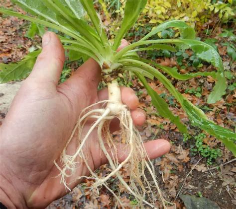 Rapunzel Rampion Campanula Rapunculus Packet Of 50 Seeds Organic