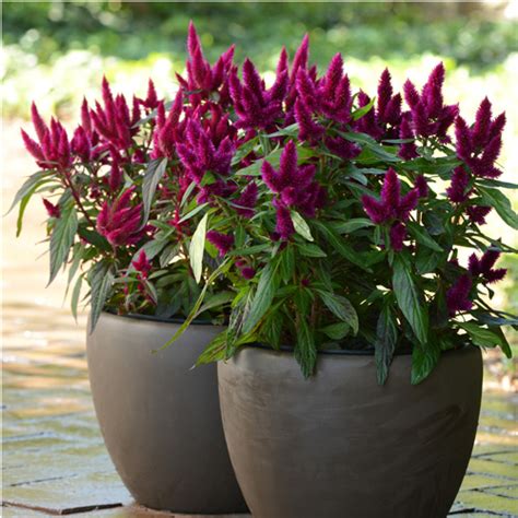 Intenz Dark Purple Celosia Vanstone Nurseries