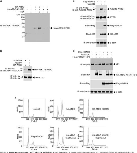 Figure From Histone Deacetylase Hdac Regulates The Functions Of