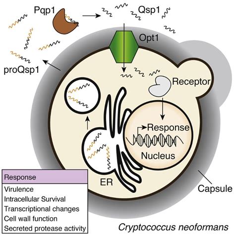 A Quorum Sensing System Regulates Virulence In The Fungal Pathogen