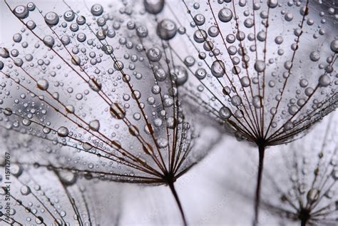 dandelion seeds Stock Photo | Adobe Stock