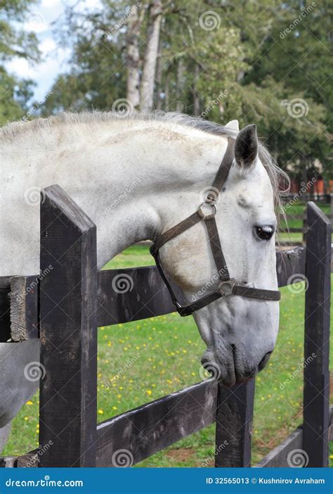 Cavalo Do Puro Sangue Imagem De Stock Imagem De Cabelo