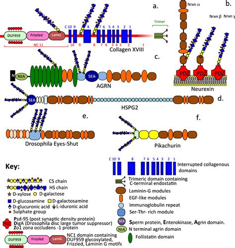 Figure From The Glycosaminoglycan Side Chains And Modular Core