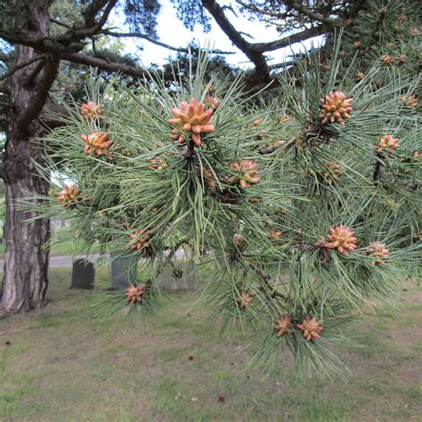 Pinus Nigra Subsp Salzmannii In Cathays Cemetery