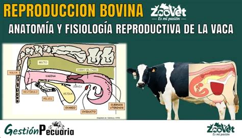 Diferencias En Tama O De C Lula Entre Vaca Y P Jaro Loros Y Guacamayos