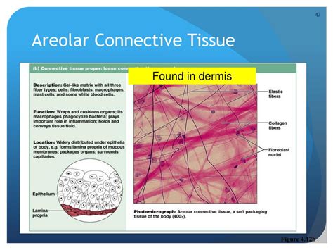 Ppt Tissues Powerpoint Presentation Free Download Id 6210096