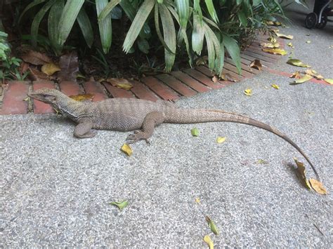 Gambar Flora Dan Fauna Di Negara Singapura John Mackay