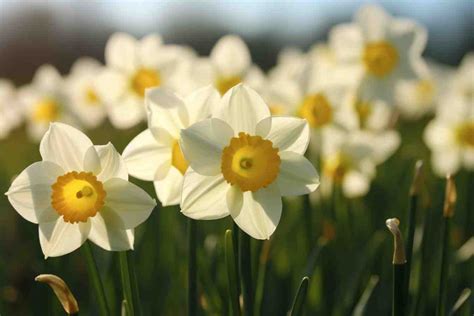 10 Flowers That Represent March: Blooming Beauties - Foliage Friend ...