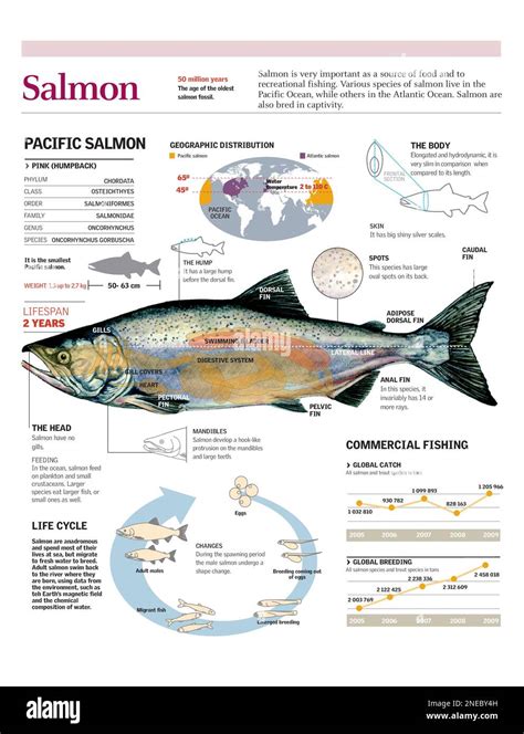 Infografica Della Distribuzione Dell Anatomia E Del Ciclo Di Vita Del