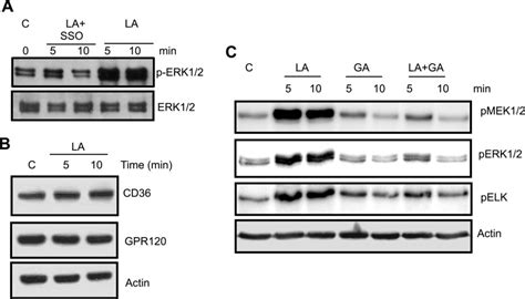 Erk Activation In Human Taste Bud Cells Regulates Fatty Acid