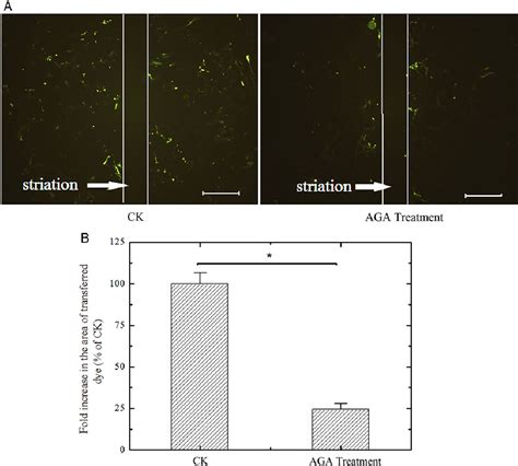 Figure 1 From The Influence Of Non Dna Targeted Effects On Carbon Ion