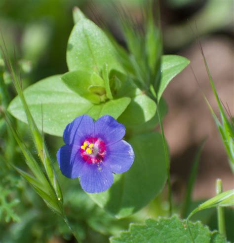 Flora Archives • Flinders Ranges Field Naturalists