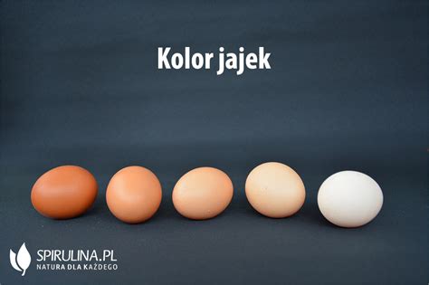 Kolor Jajek Algi Spirulina I Chlorella