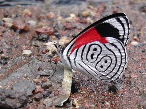 butterfly species - General Knowledge