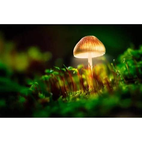 Diamond Painting Paysage De Champignons Kit De Peinture Diamant 5D Diy