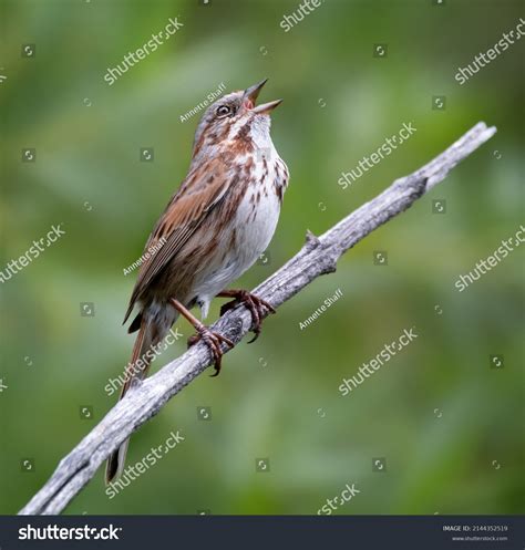 141 Bird songs identification 이미지, 스톡 사진 및 벡터 | Shutterstock