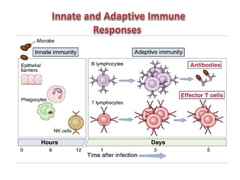 Ppt Regulation Of The Immune System Powerpoint Presentation Free