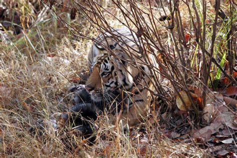 Tiger cub eating wild boar