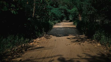 Un camino de tierra rodeado de árboles y arbustos foto – Imagen de