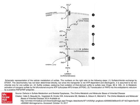 Schematic Representation Of The Cellular Metabolism Of Sulfate Ppt